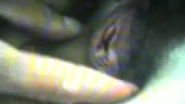 Tight bushy snapper of my Chinese girlfriend will be wrecked