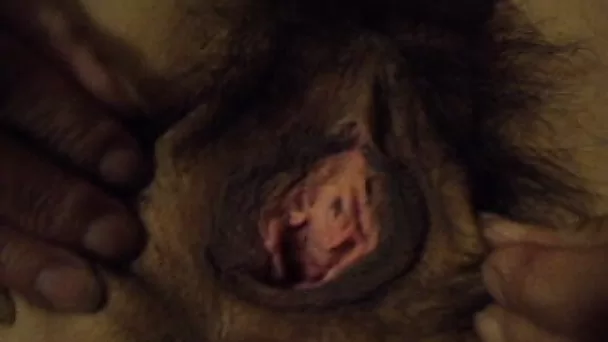 Hairy MILF wife fingers and fondles her pussy