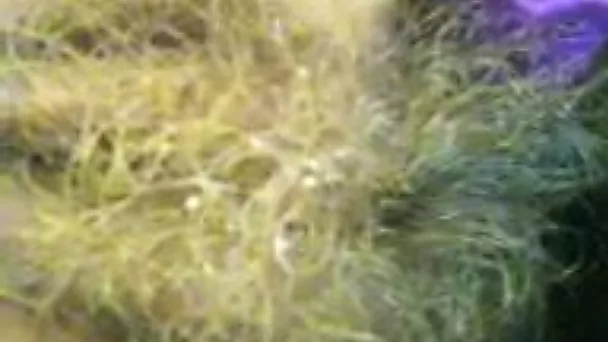 Amateur closeup vid of hairy pussy fingering workout made by friend's wife