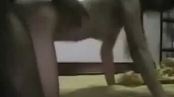 Brave amateur Asian brunette gets nailed doggy by strong black stud