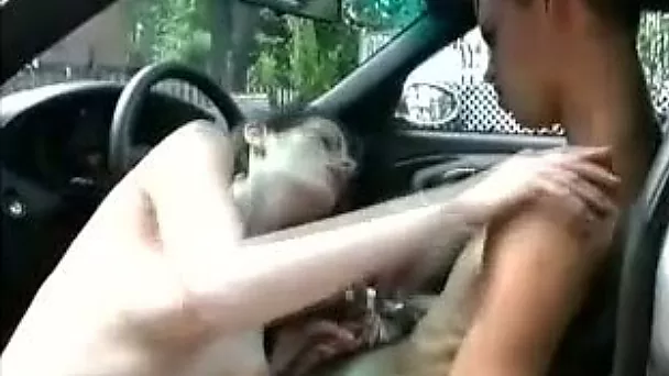 Incredibly horny brunette gives her man a nice blowjob in his car
